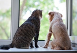 cat-dog-window