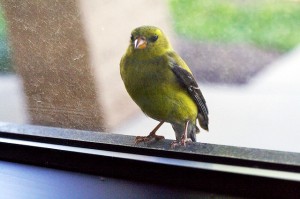 bird sitting on window sill